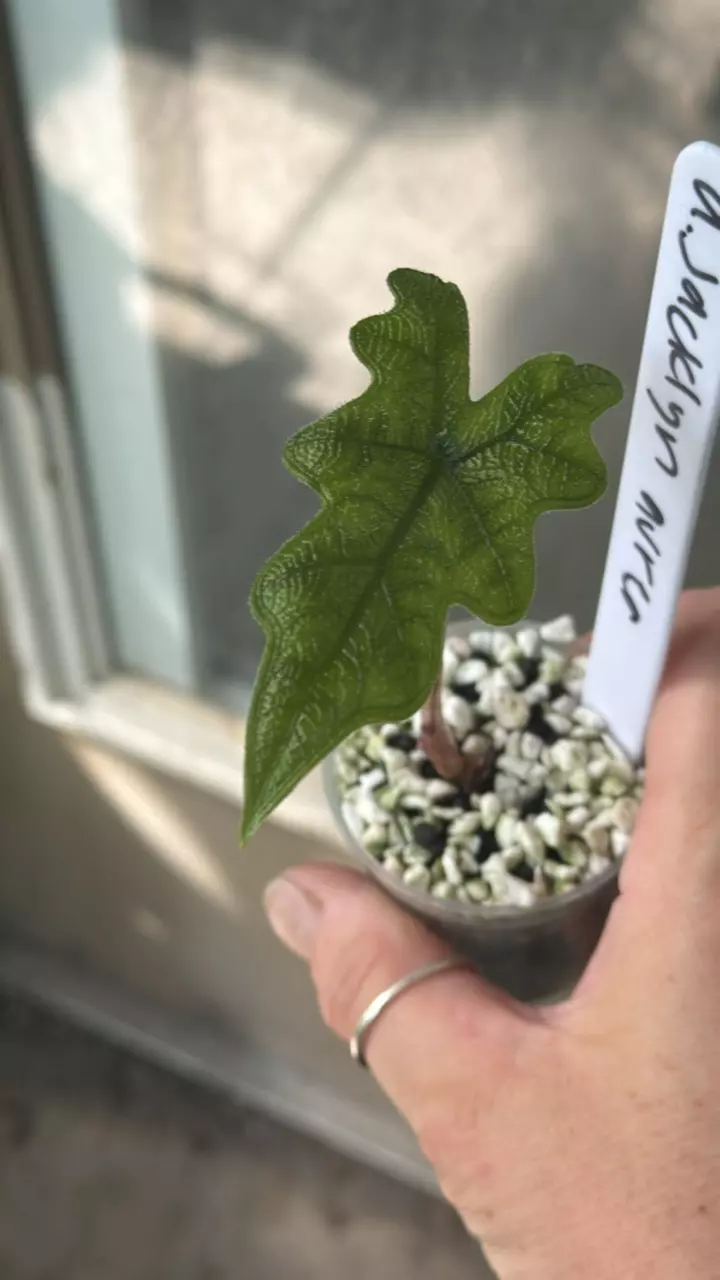 Alocasia Jacklyn Aurea thumbnail
