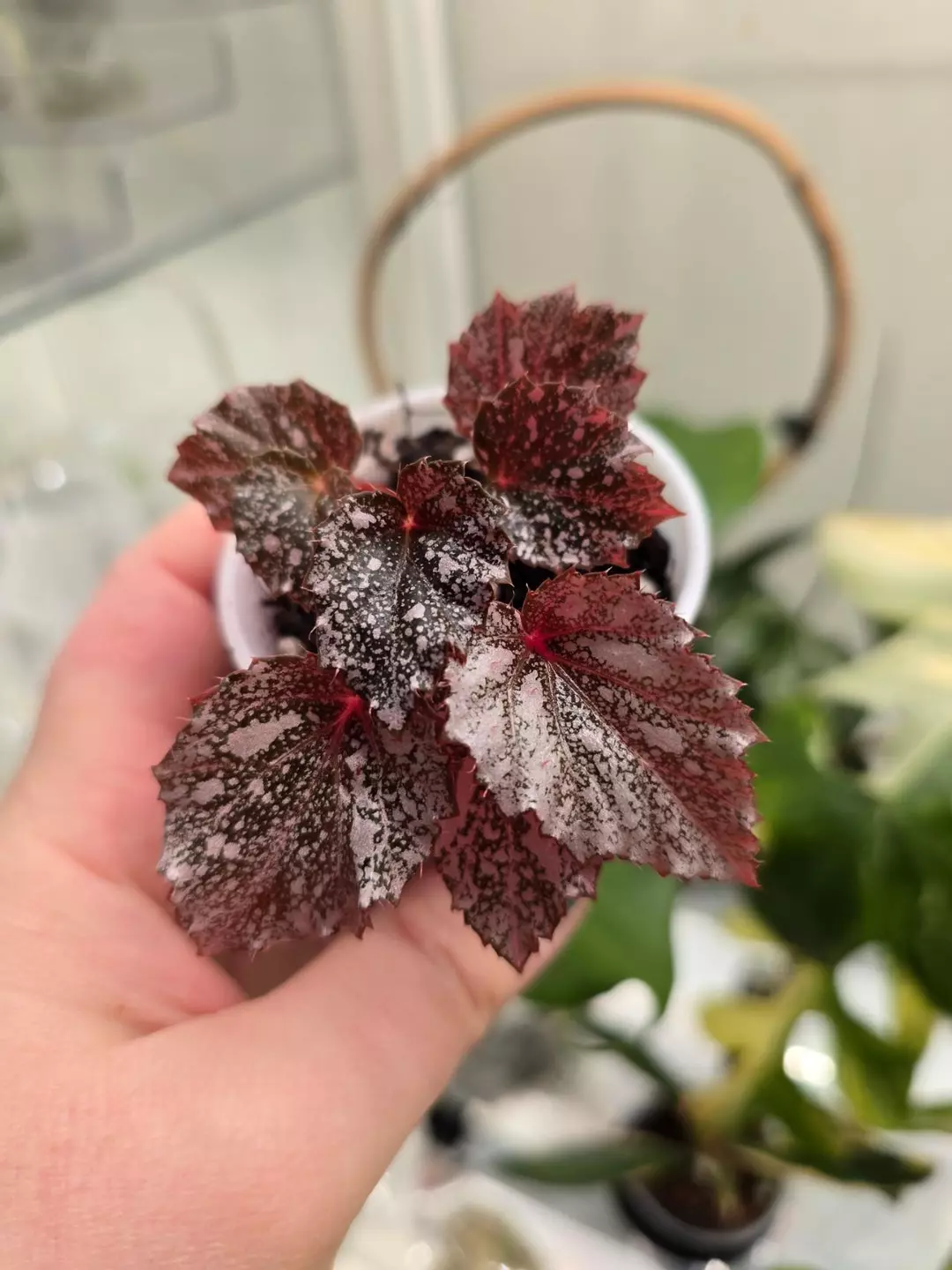 Begonia Shadow King 'Cool White' - 2.5" thumbnail