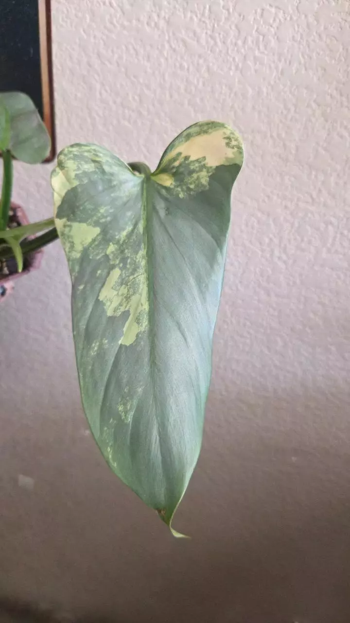 Philodendron silver sword variegated thumbnail