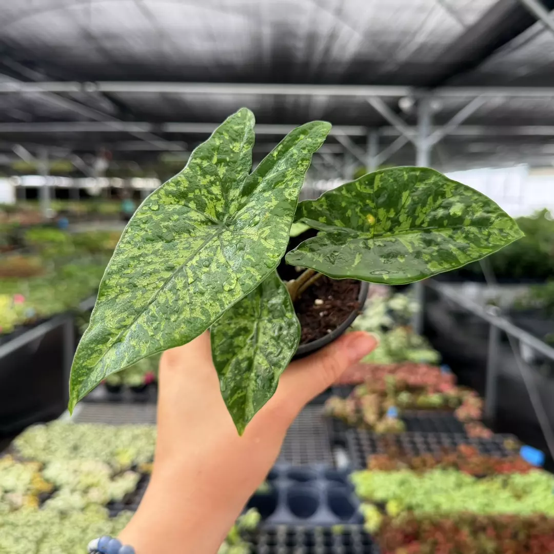 Alocasia Shattered Glass Specific 4” Pot 9114ZSP | F | thumbnail