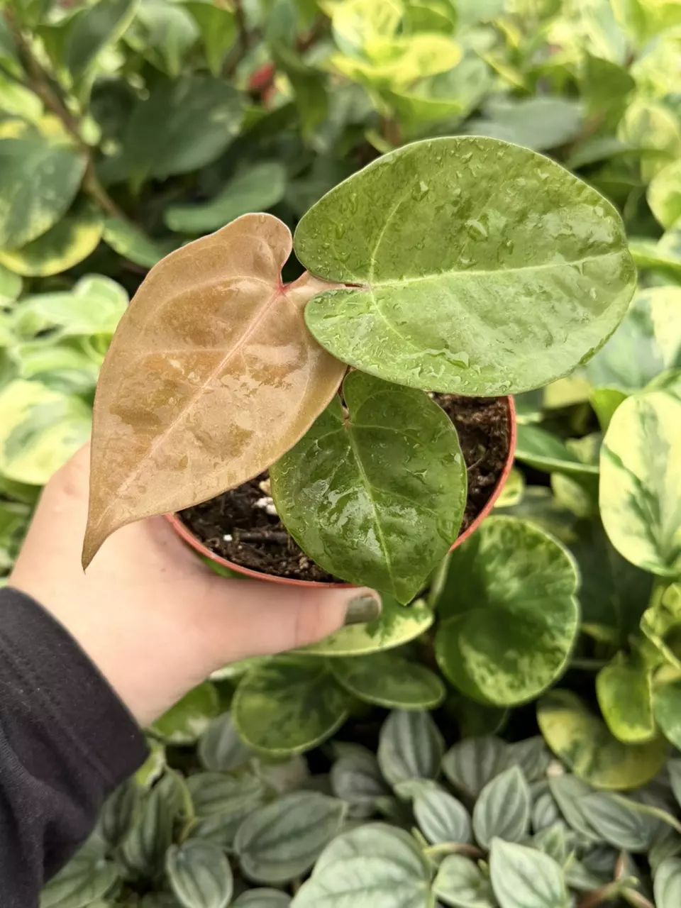 Anthurium Subs x DP Specfic 4” Pot 9201LSP | FF thumbnail
