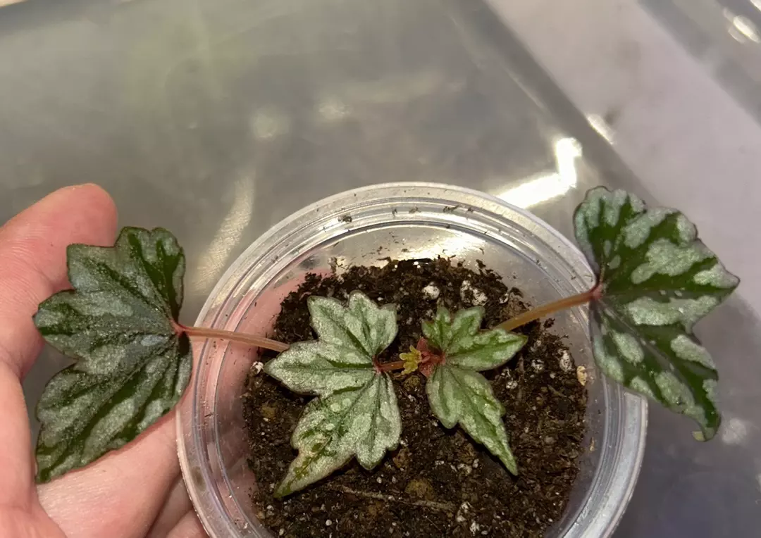 Begonia dregei ‘Glasgow’ starter plant thumbnail