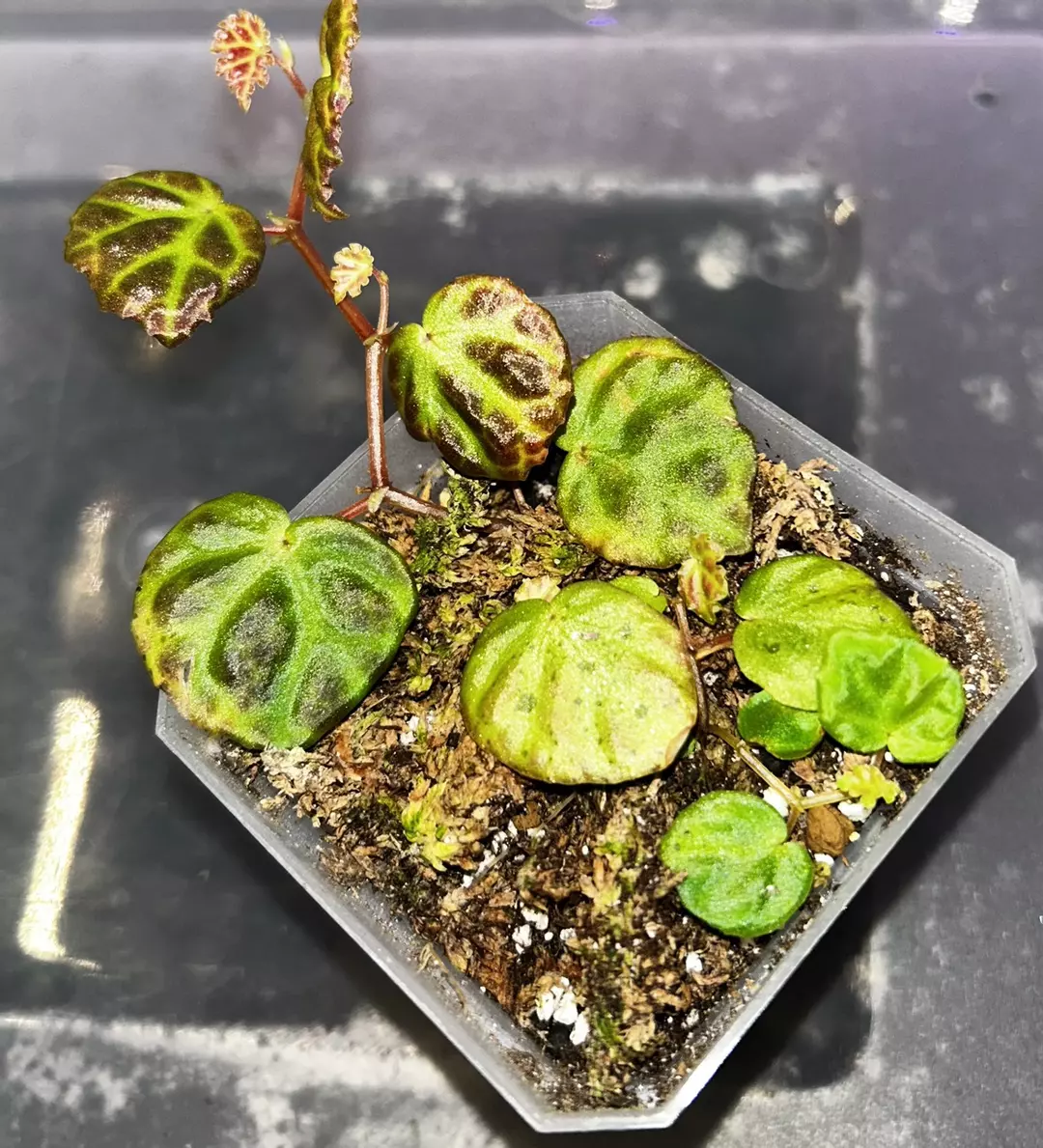 Begonia lichenora x dracopelta thumbnail