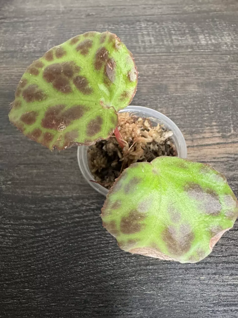 Begonia rajah thumbnail