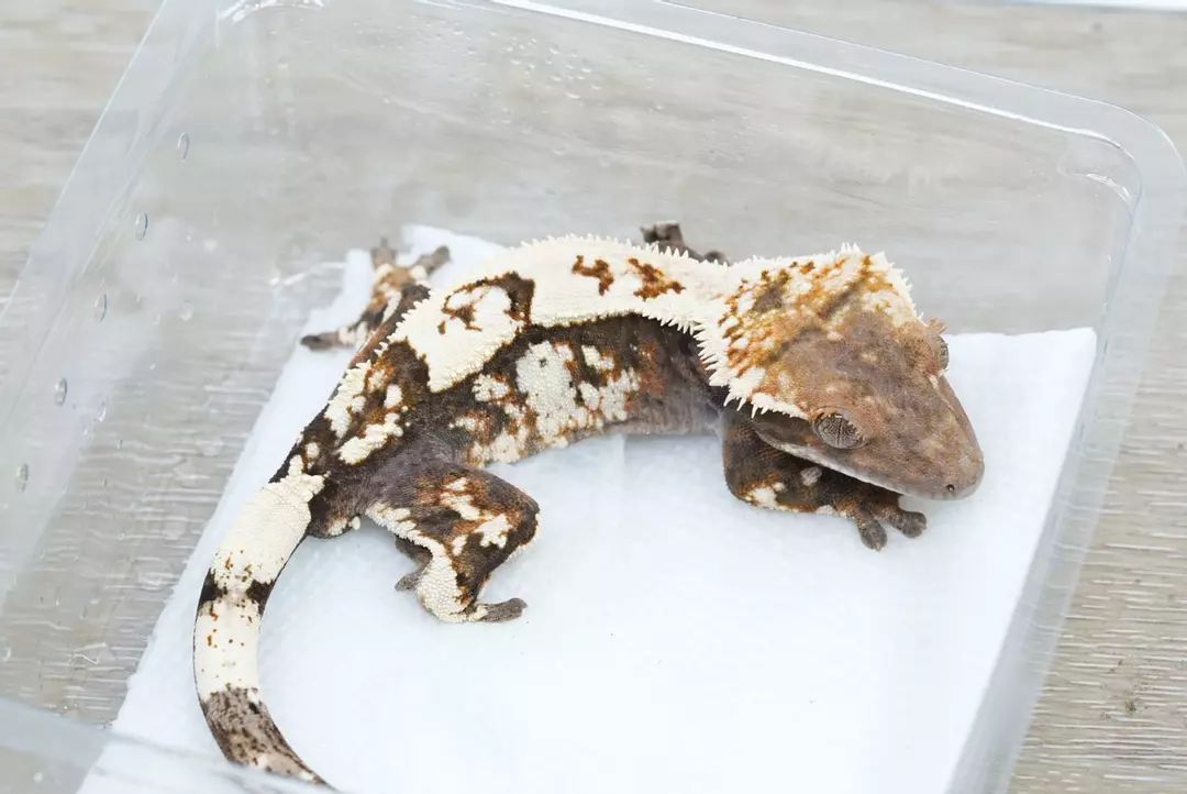 #546 18g male Emily line sable thumbnail