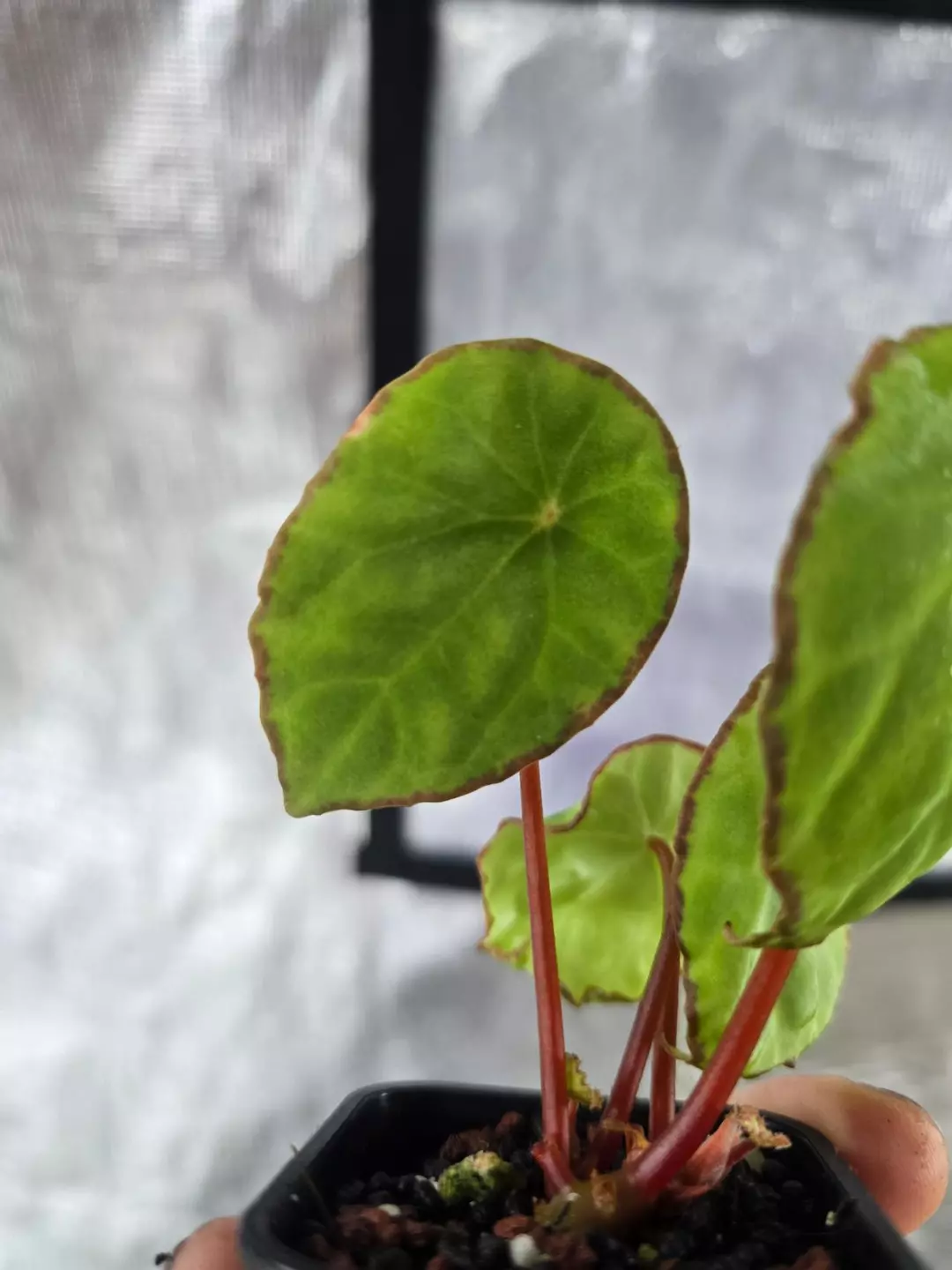 Begonia scapigera 2" thumbnail