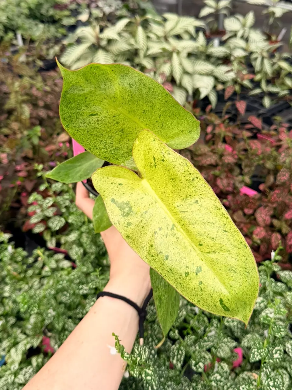 Philodendron Paraiso Verde Specific 4” Pot 9044FEP | F thumbnail