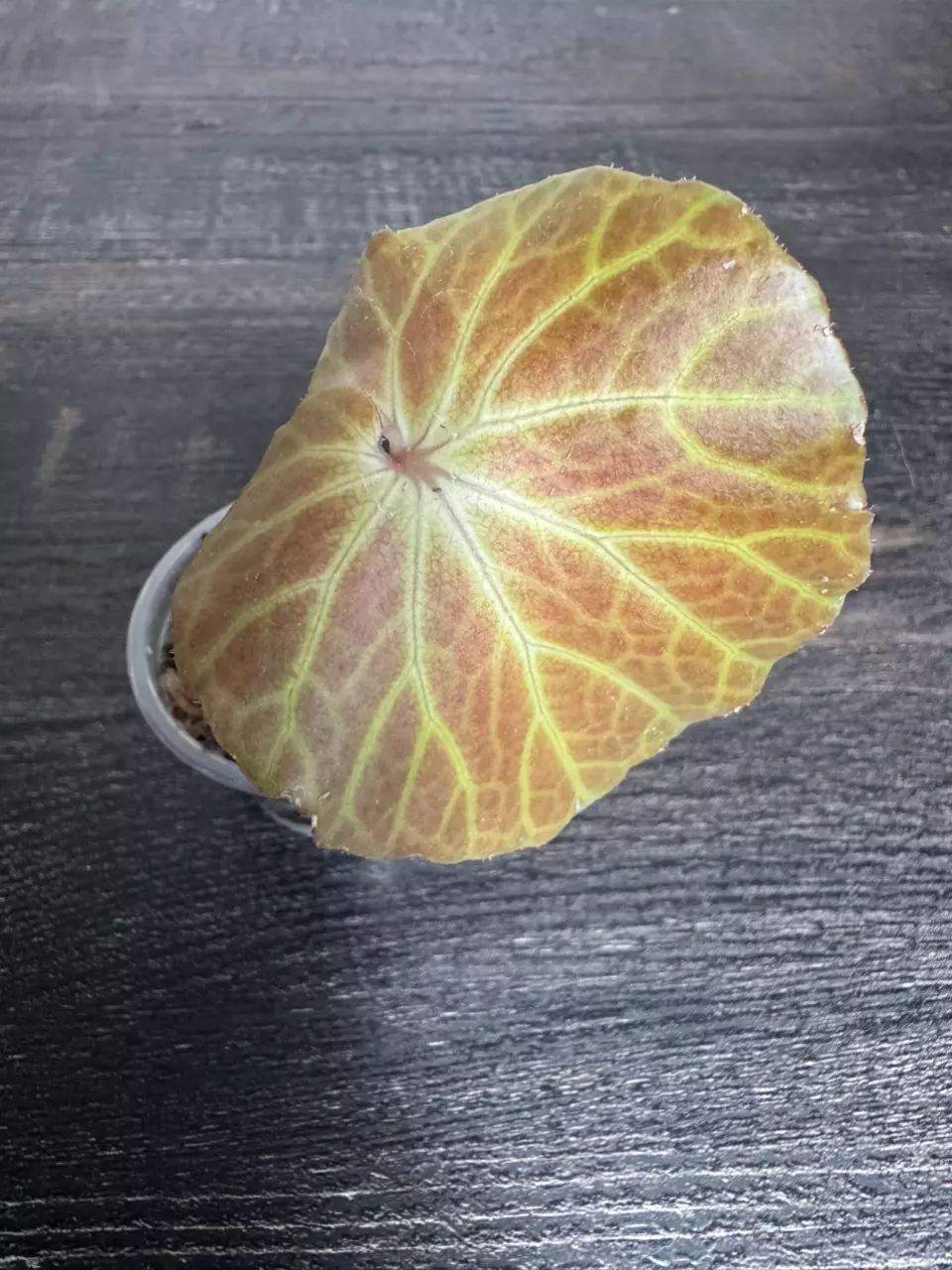 Begonia U514 thumbnail
