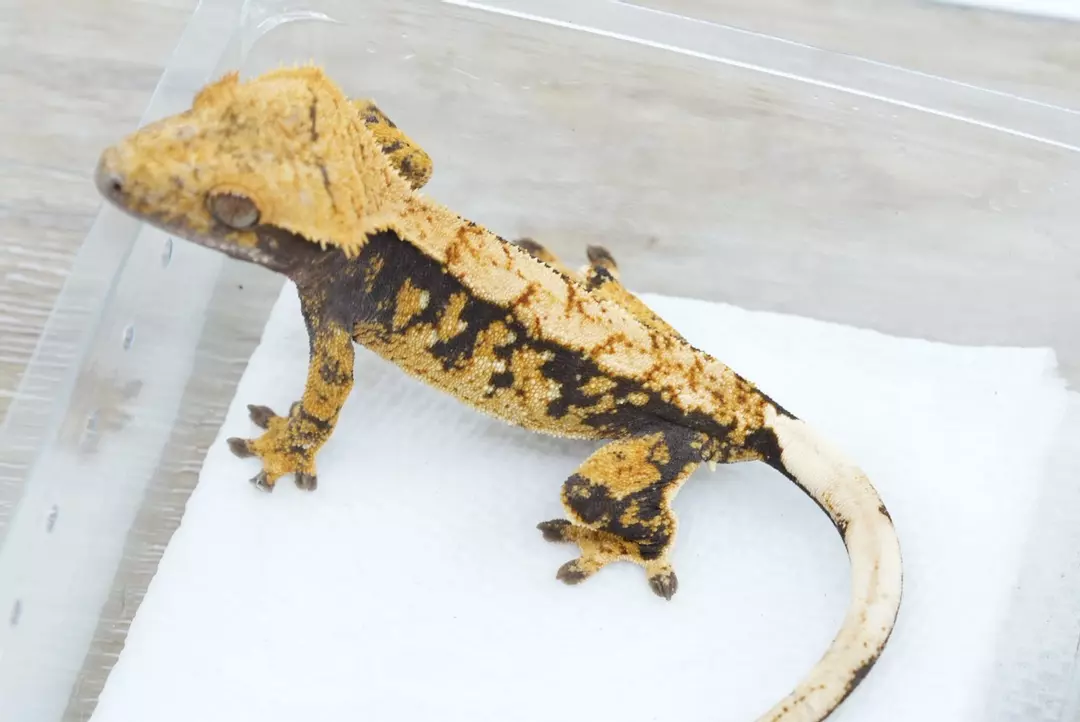 #545 14g male harlequin ( Halloween pairing) thumbnail