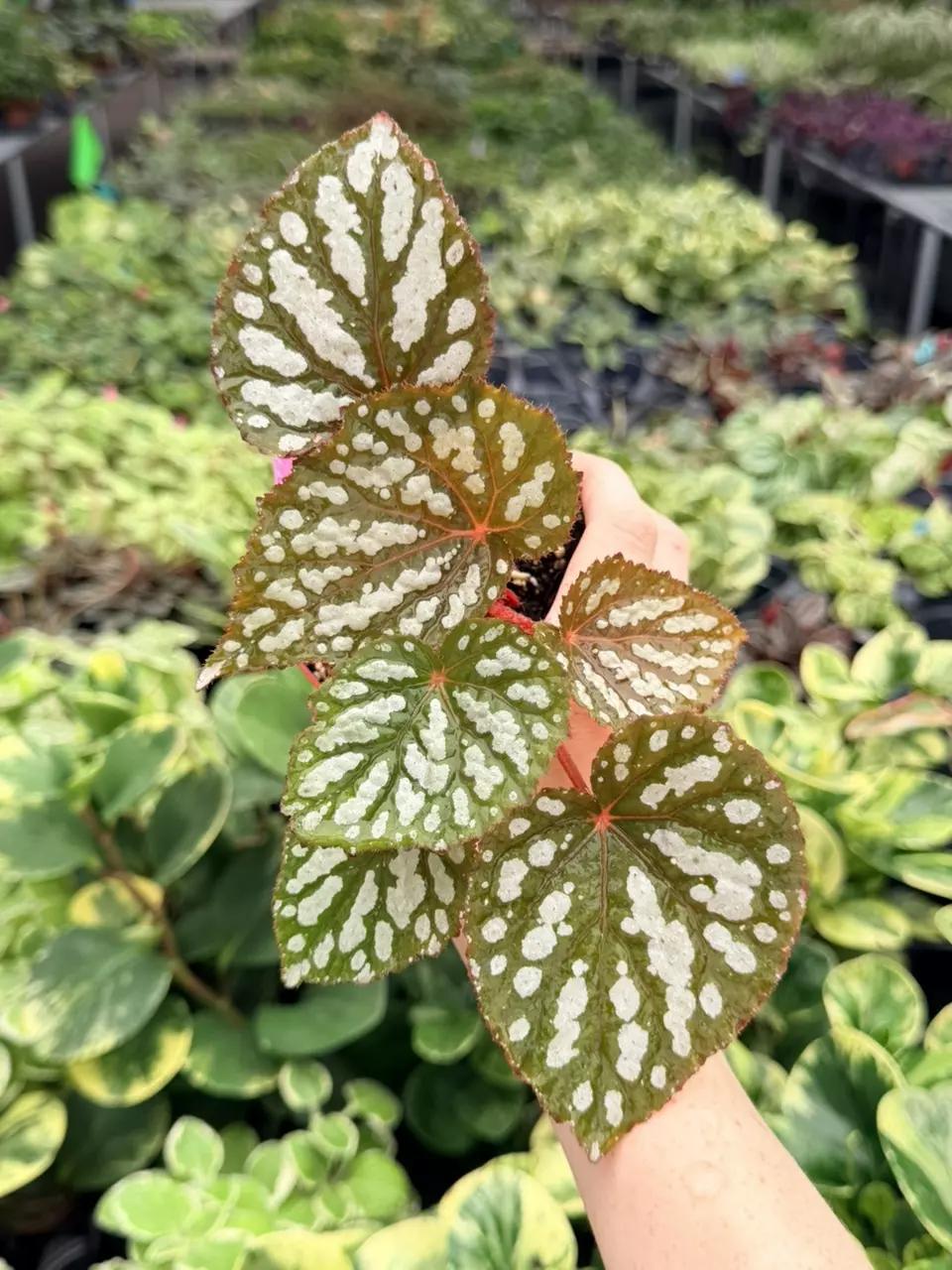 Begonia Betsy Specific 4” Pot 9047FEP | F thumbnail
