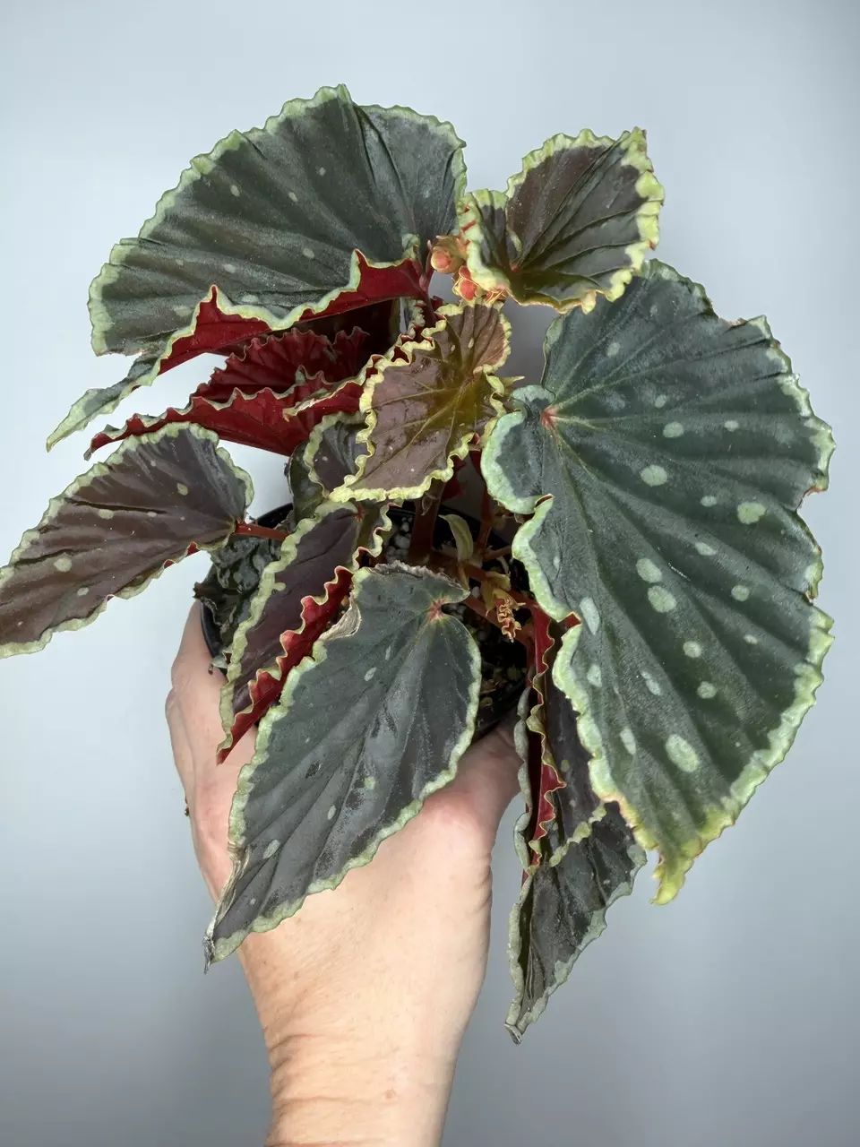 Begonia Darth Vader ‘Green Spots’ thumbnail