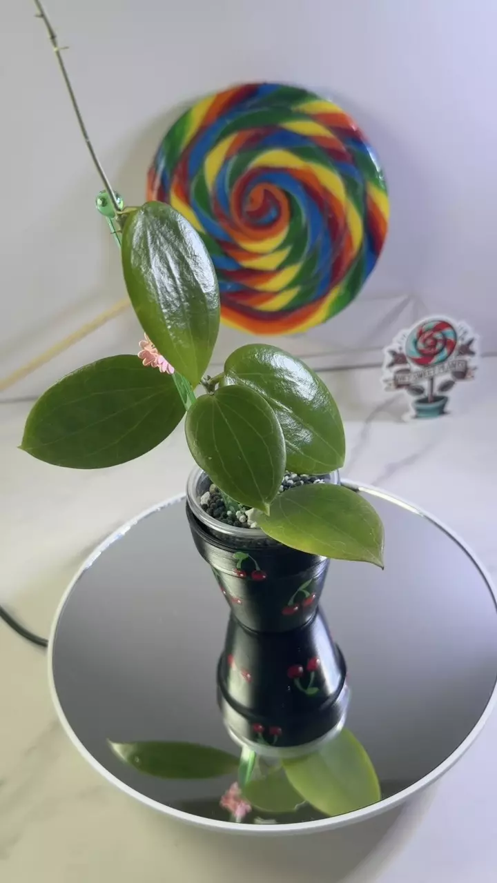 Hoya MB 1379 (Nicholsoniae x Aldrichii) thumbnail