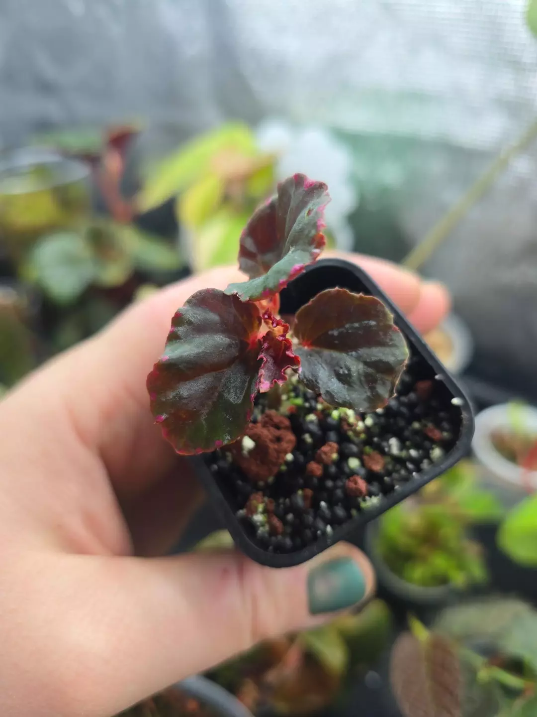 Begonia 'Passion' (darthvaderiana x NOID) thumbnail