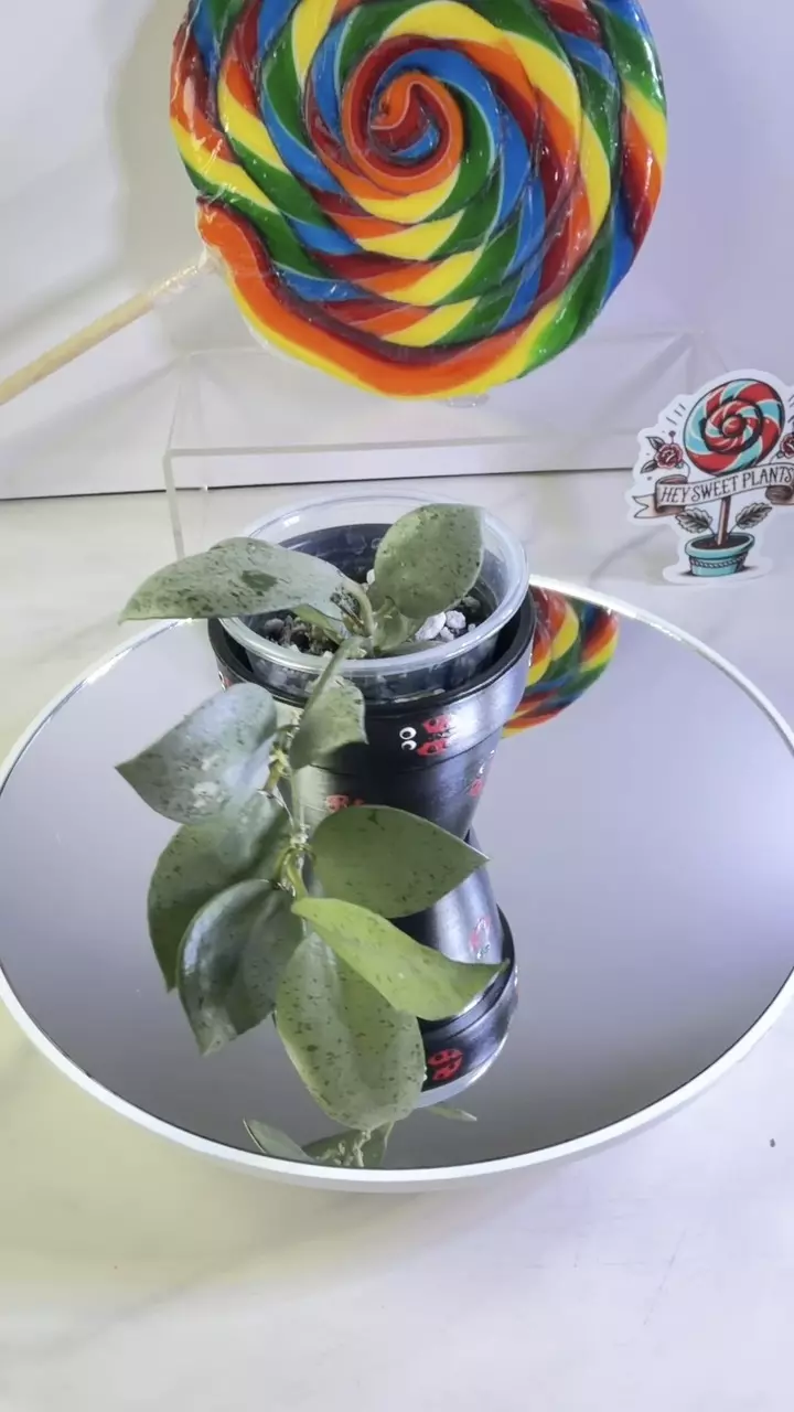 Hoya Lacunosa Silver Mint Coin thumbnail