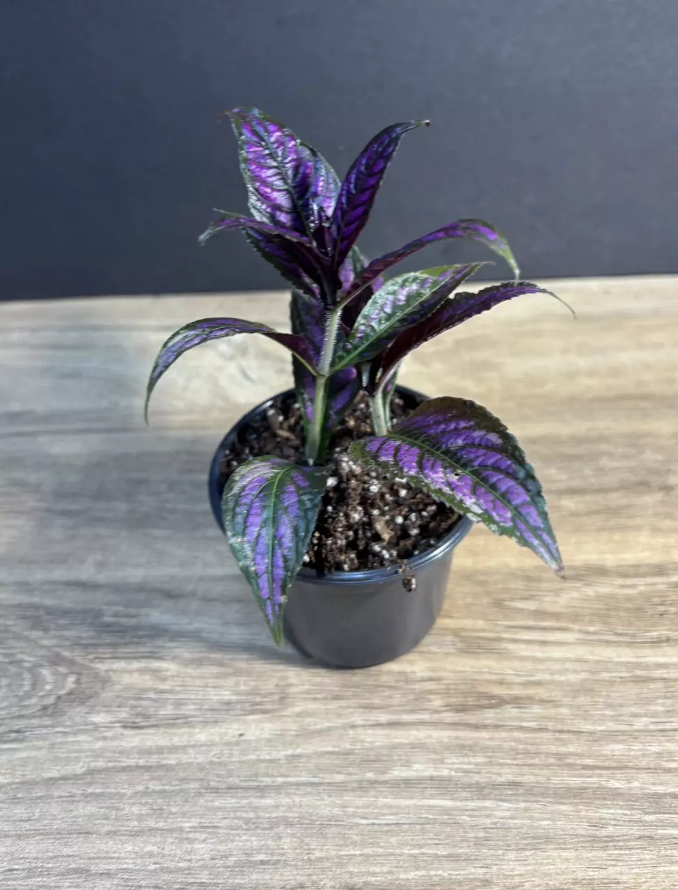 Strobilanthes Dyerianus Persian Shield 3” - grower’s choice thumbnail