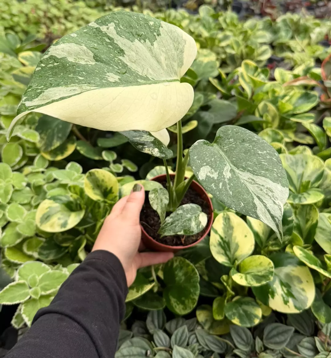 Monstera Thai Constellation Specific 4” Pot 9207LSP | FF thumbnail