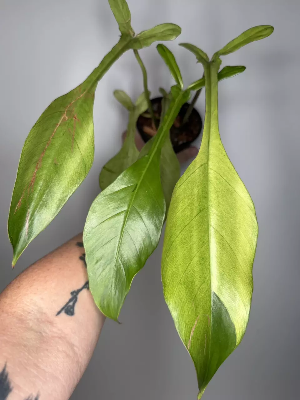 Philodendron Joepii Mint - 4” Pot thumbnail