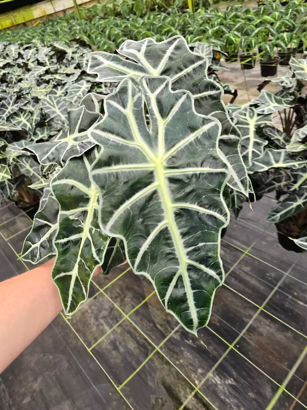 6in Alocasia Polly XL GC thumbnail