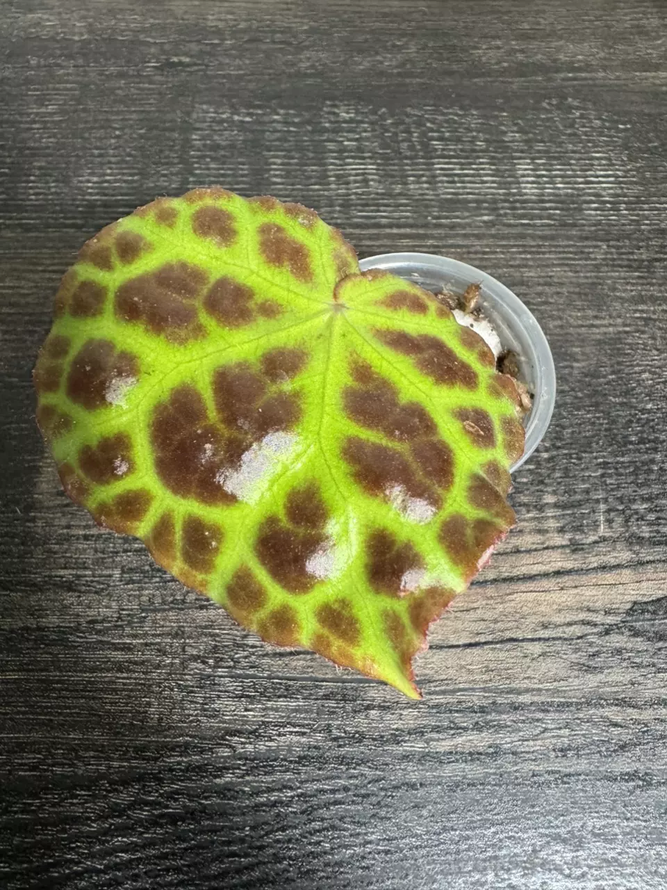 Begonia rajah thumbnail