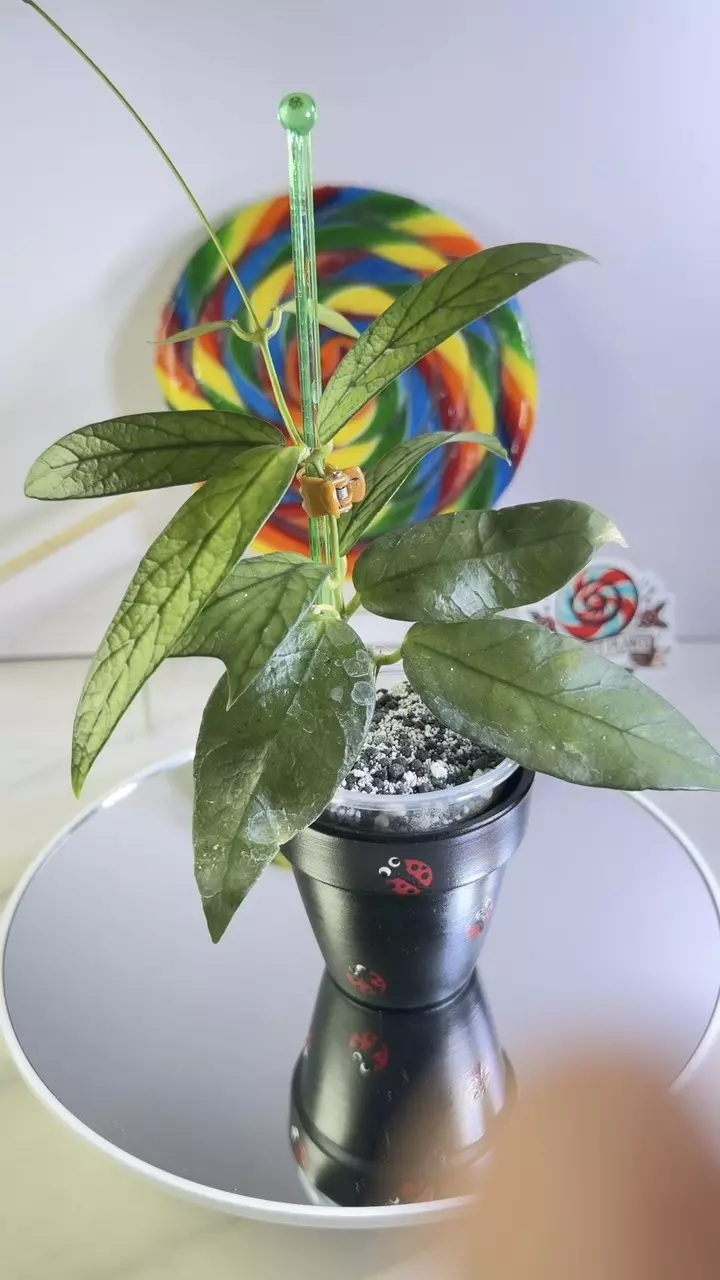 Dischidia Accutifolia thumbnail