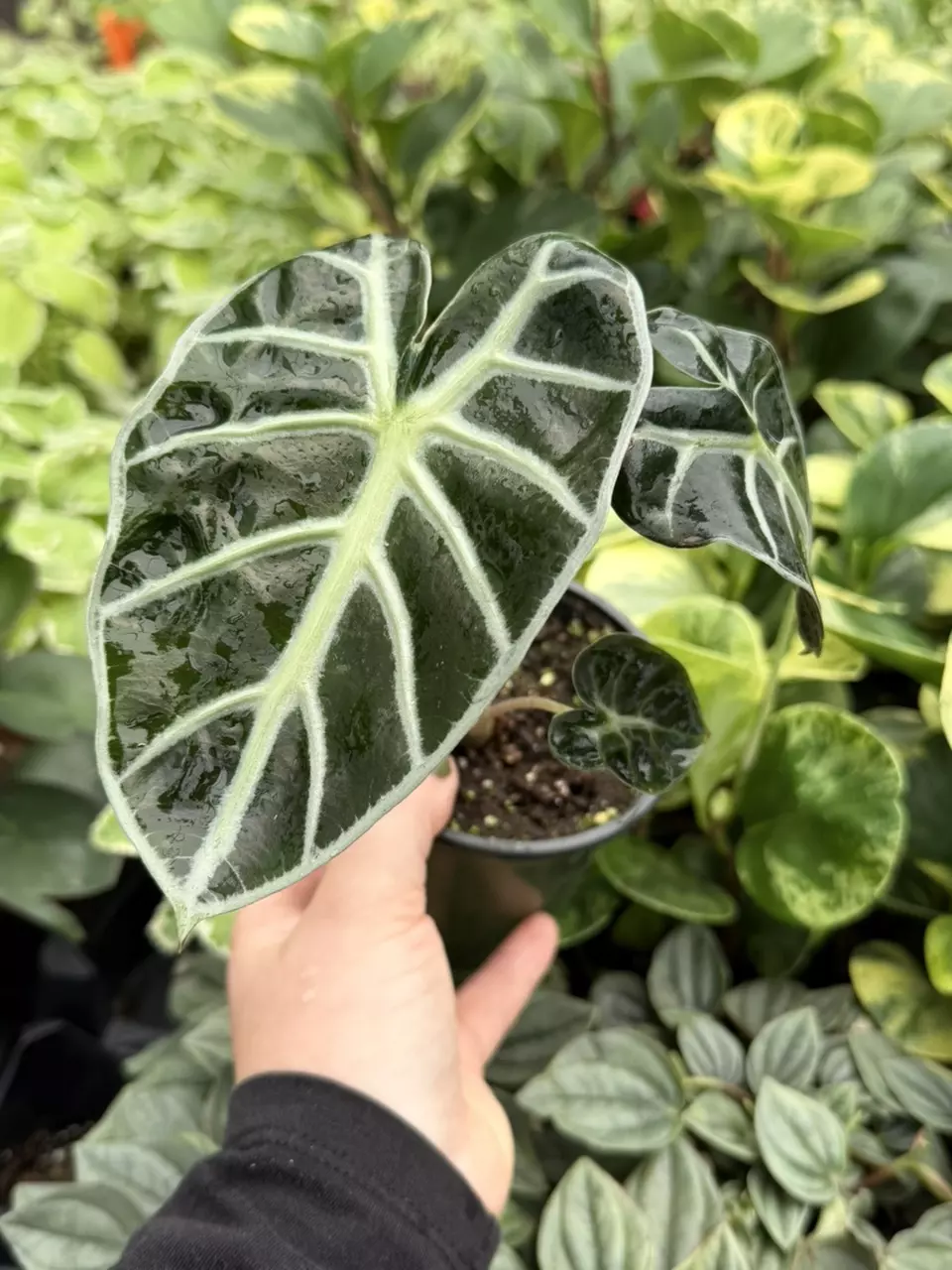 Alocasia Balloon Heart Specific 4” Pot 9203LSP | FF thumbnail