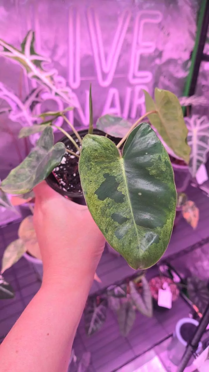 Philodendron Burle Marx Mint thumbnail