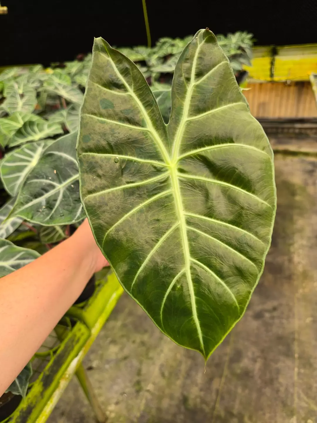 4in Alocasia Pink D GC thumbnail