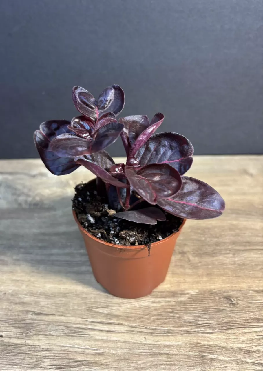 Iresine herbstii - Blood leaf/ Chicken Gizzard 3” - grower’s choice thumbnail