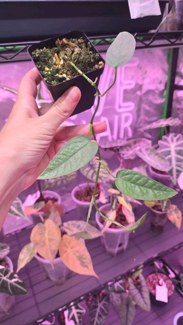 Cebu Blue thumbnail