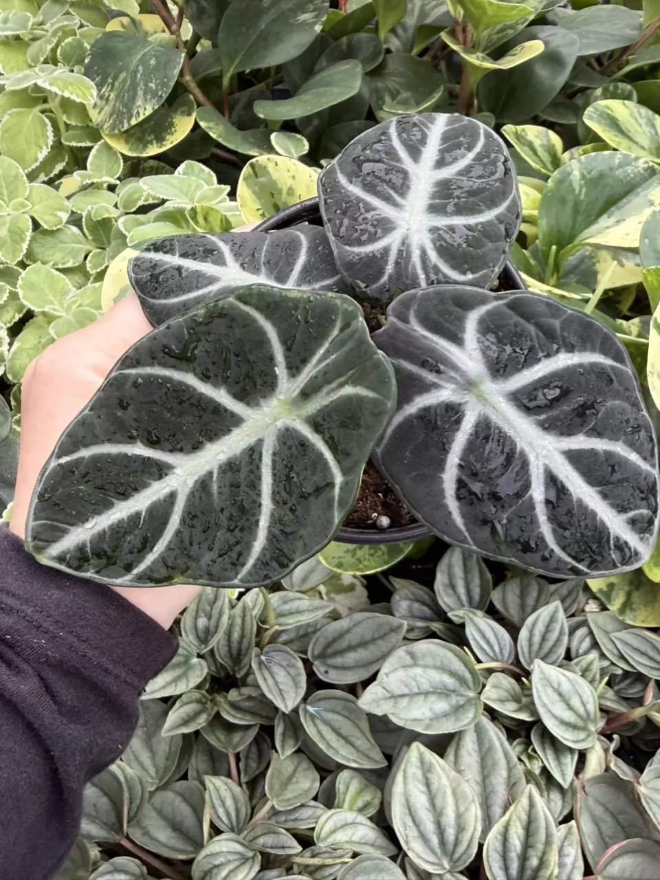 Alocasia Ninja Specific 4” Pot 9202LSP | FF thumbnail