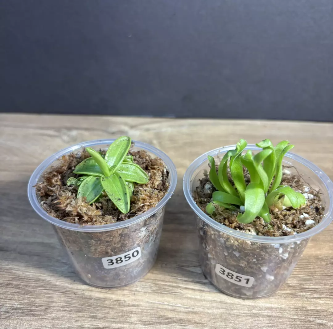 Pinguicula 2pc Bundle - Primuliflora & Aphrodite thumbnail