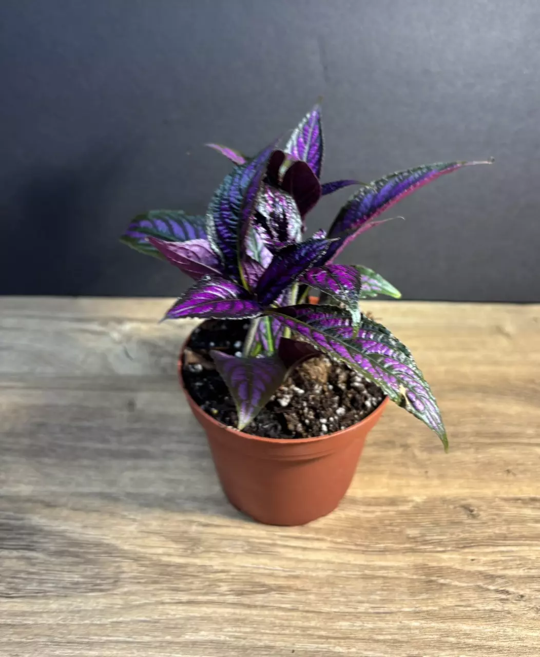 Strobilanthes Dyerianus Persian Shield 4" - grower’s choice thumbnail