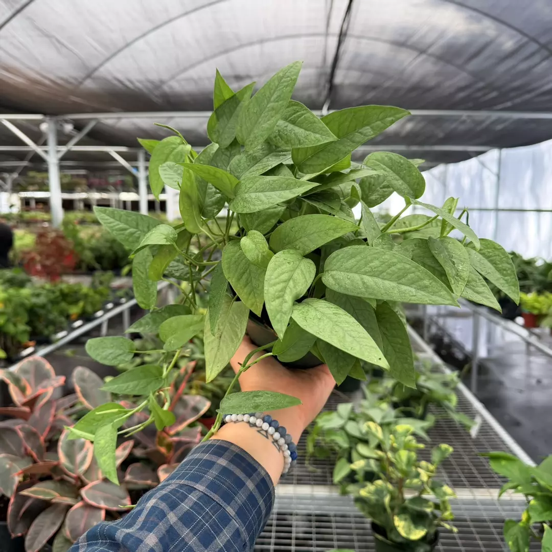 Pothos Cebu Blue Specific 6” Pot 9128ZSP | F | thumbnail