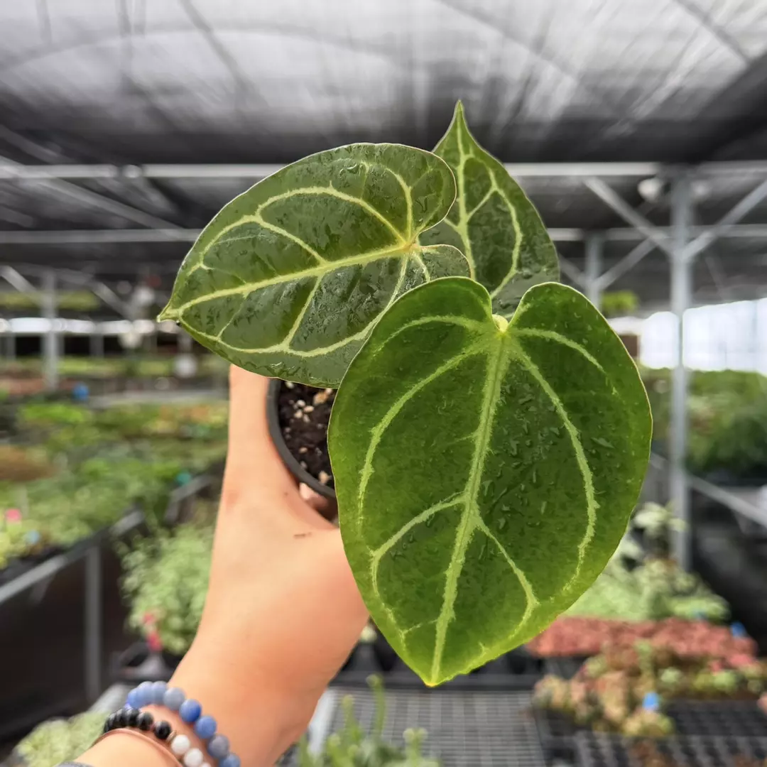 Anthurium Papi x Radicans Specific 4” Pot 9123ZSP | F | thumbnail