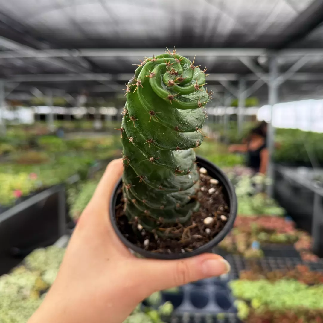 Spiral Cactus Specific 4” Pot 9115ZSP | F | thumbnail