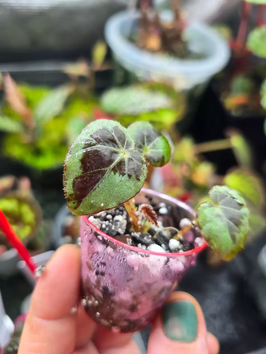 Burkilli silver edge pup, lightly rooted thumbnail