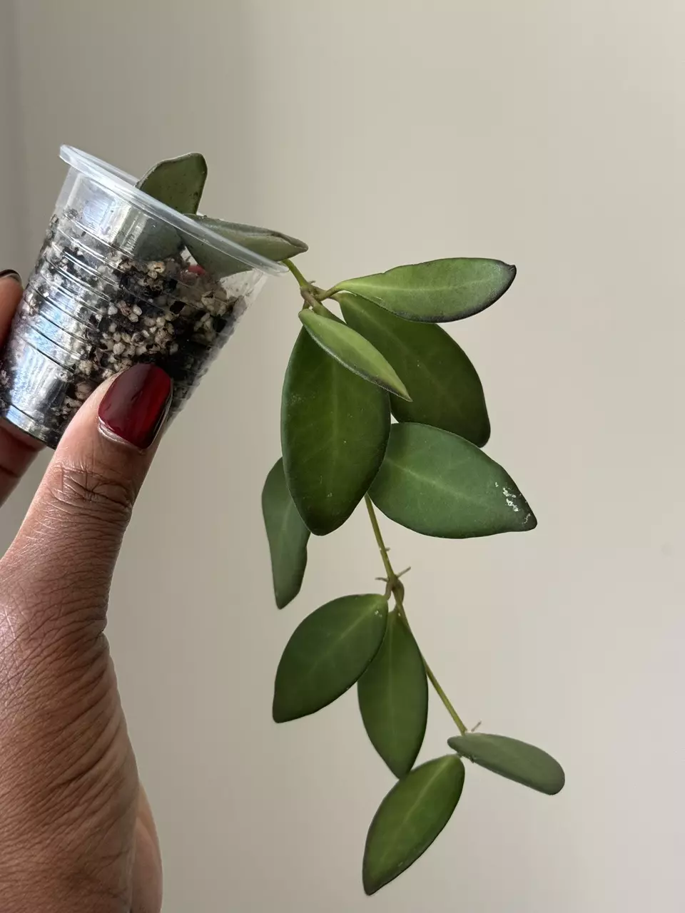 Hoya sp. aff Burtoniae thumbnail