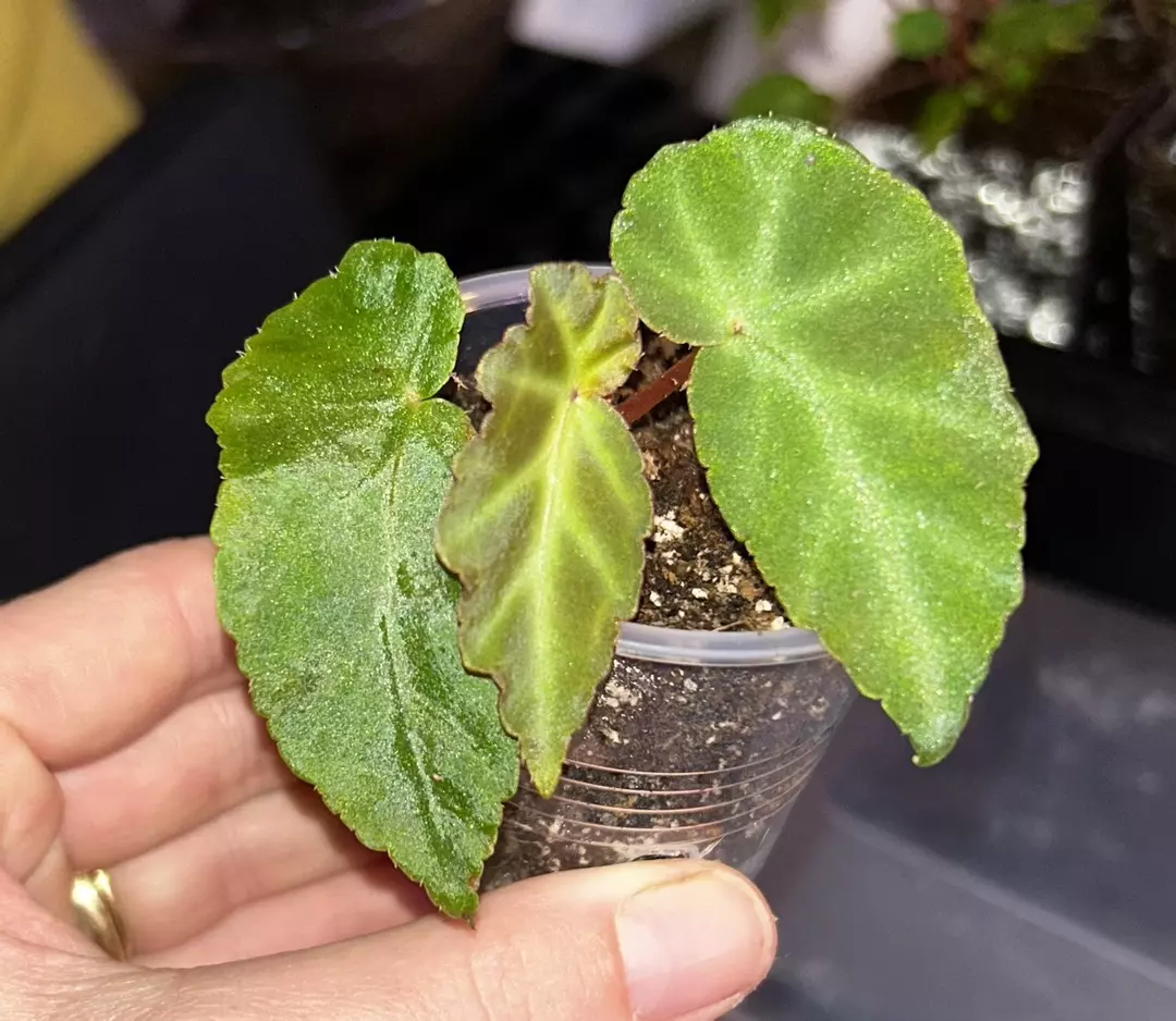 Begonia ‘grey feather” thumbnail