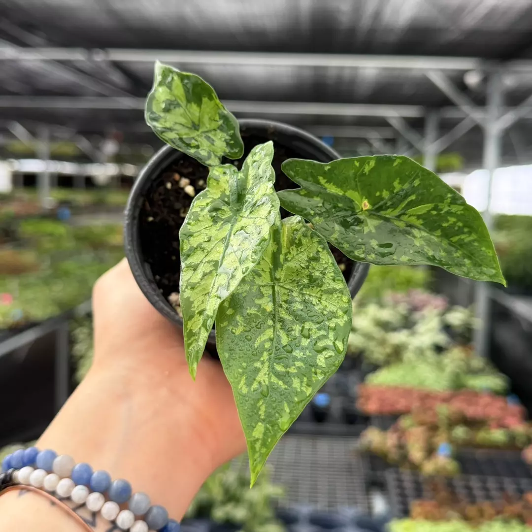 Alocasia Shattered Glass Specific 4” Pot 9119ZSP | F | thumbnail