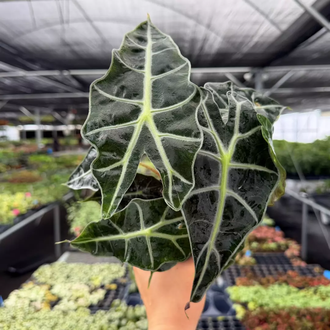 Alocasia Polly Specific 4” Pot 9116ZSP | F | thumbnail