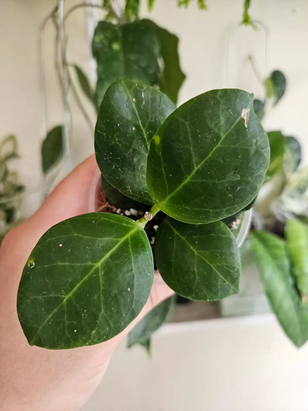 Hoya obscura albo # 333 thumbnail