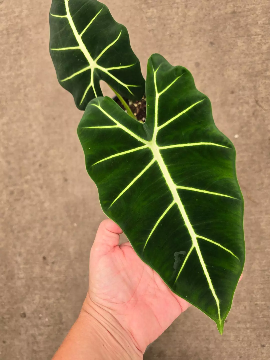 6in Alocasia frydek GC thumbnail