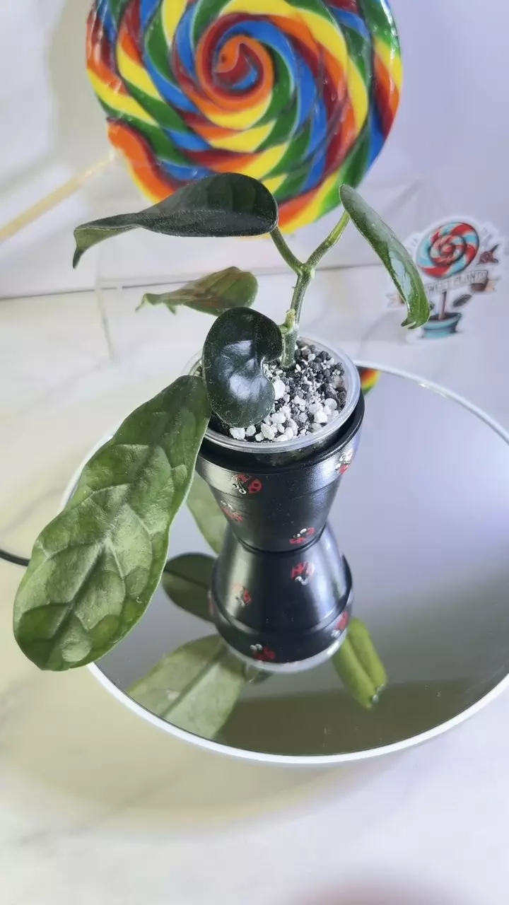 Hoya Globulosa (Spoon Leaf) thumbnail
