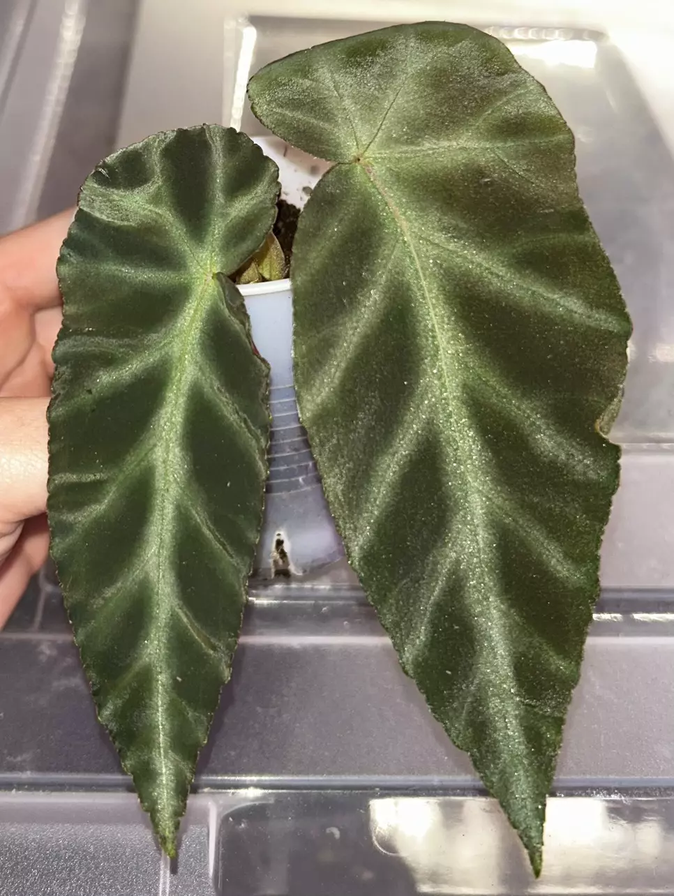 Begonia ‘grey feather’ thumbnail