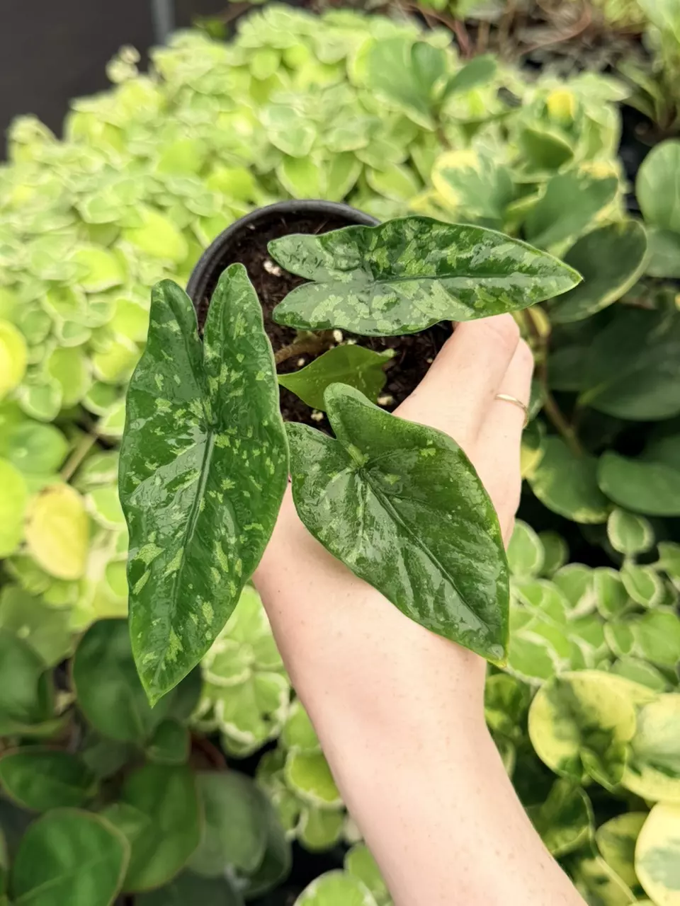 Alocasia Shattered Glass Specific 4” Pot 9052FEP | F thumbnail