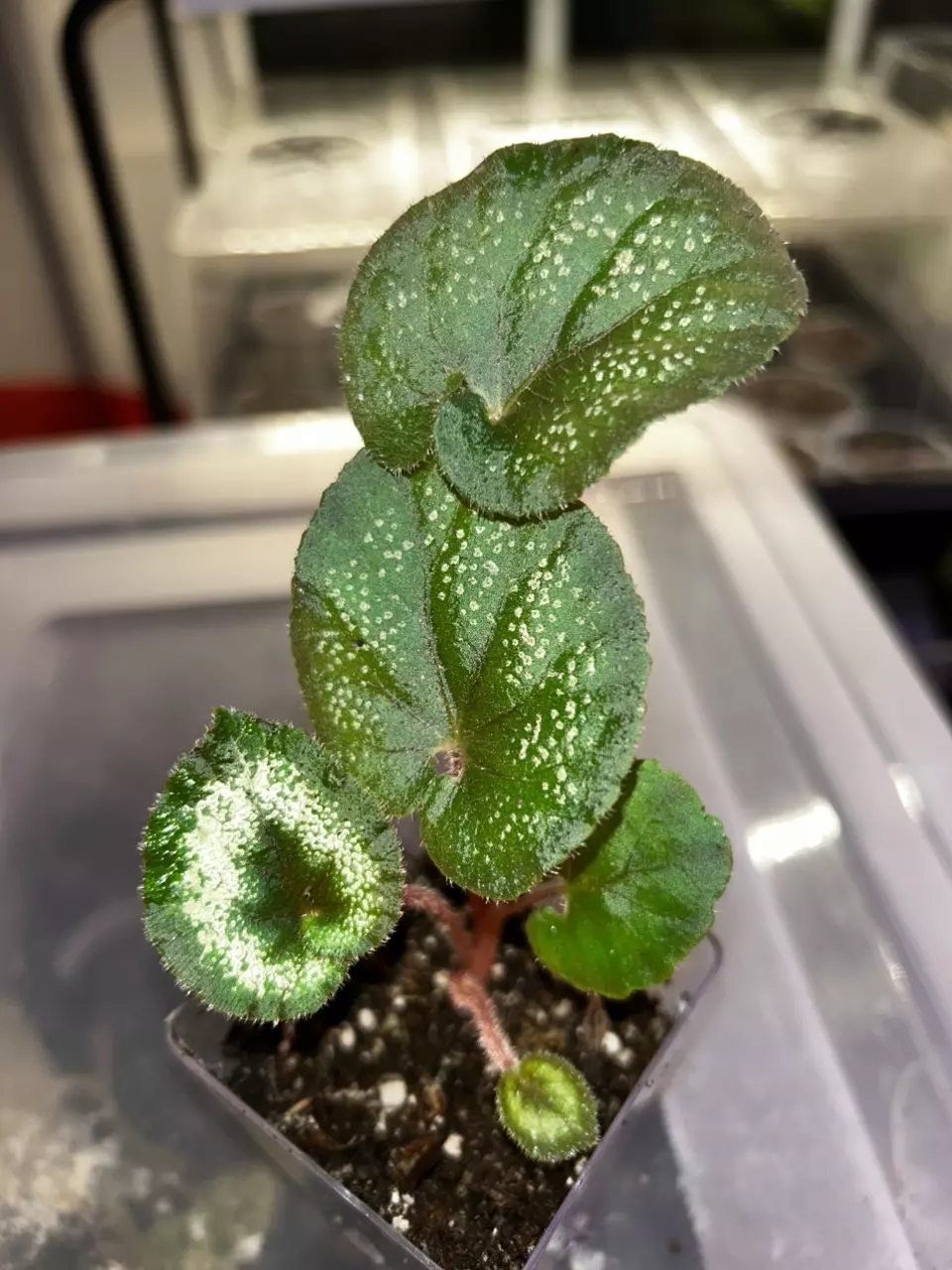 Rex begonia ‘escargot’ thumbnail