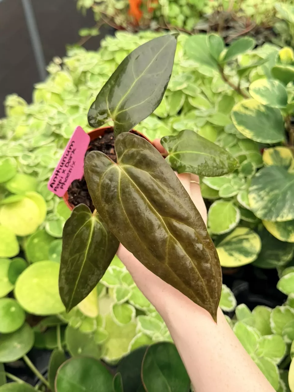 Anthurium Papi x Dark Phoenix Specific 4” Pot 9039FEP | F thumbnail