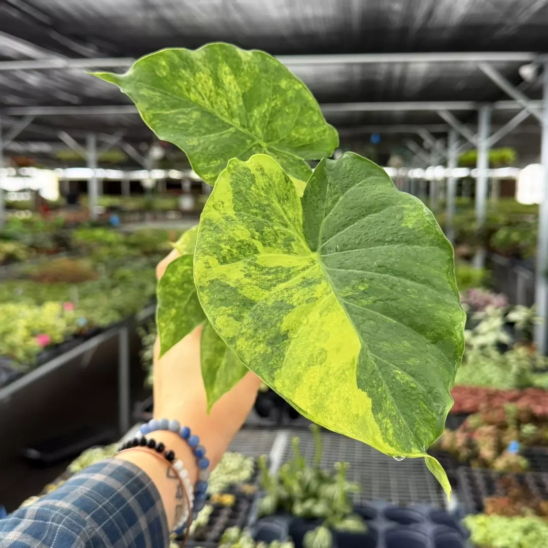 Alocasia Yellow Var. Gageana Aurea Specific 4” Pot 9119ZSP | F | thumbnail