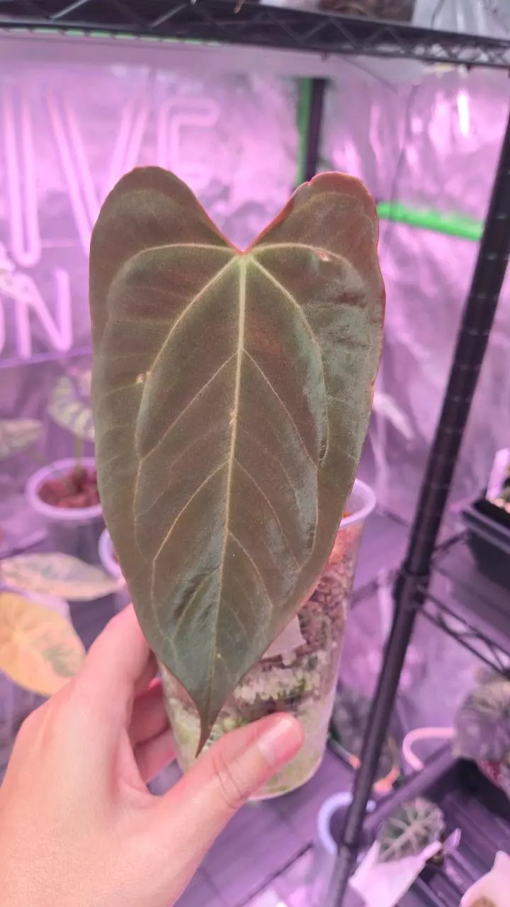 Anthurium SKG Red Crystal x RLFS (flatty) thumbnail
