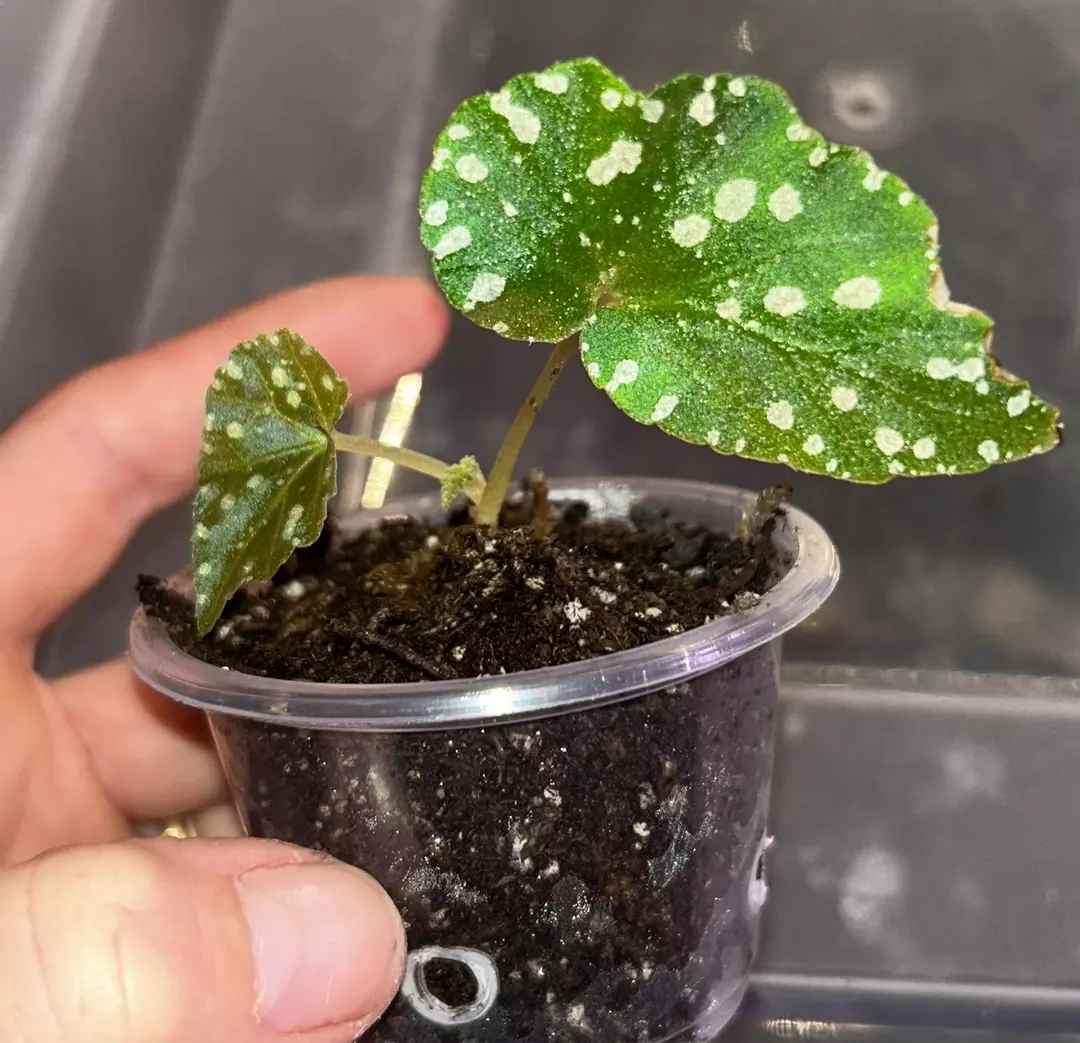 Unknown Botanicaz starter plant thumbnail